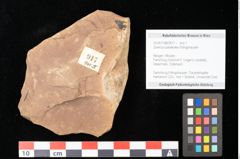 Foto (Objekt + Etikett) von Quercus palaeoilex Ettingshausen (NHMW-GEO-2024-0188-0917)